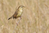 Cisticola natalensis